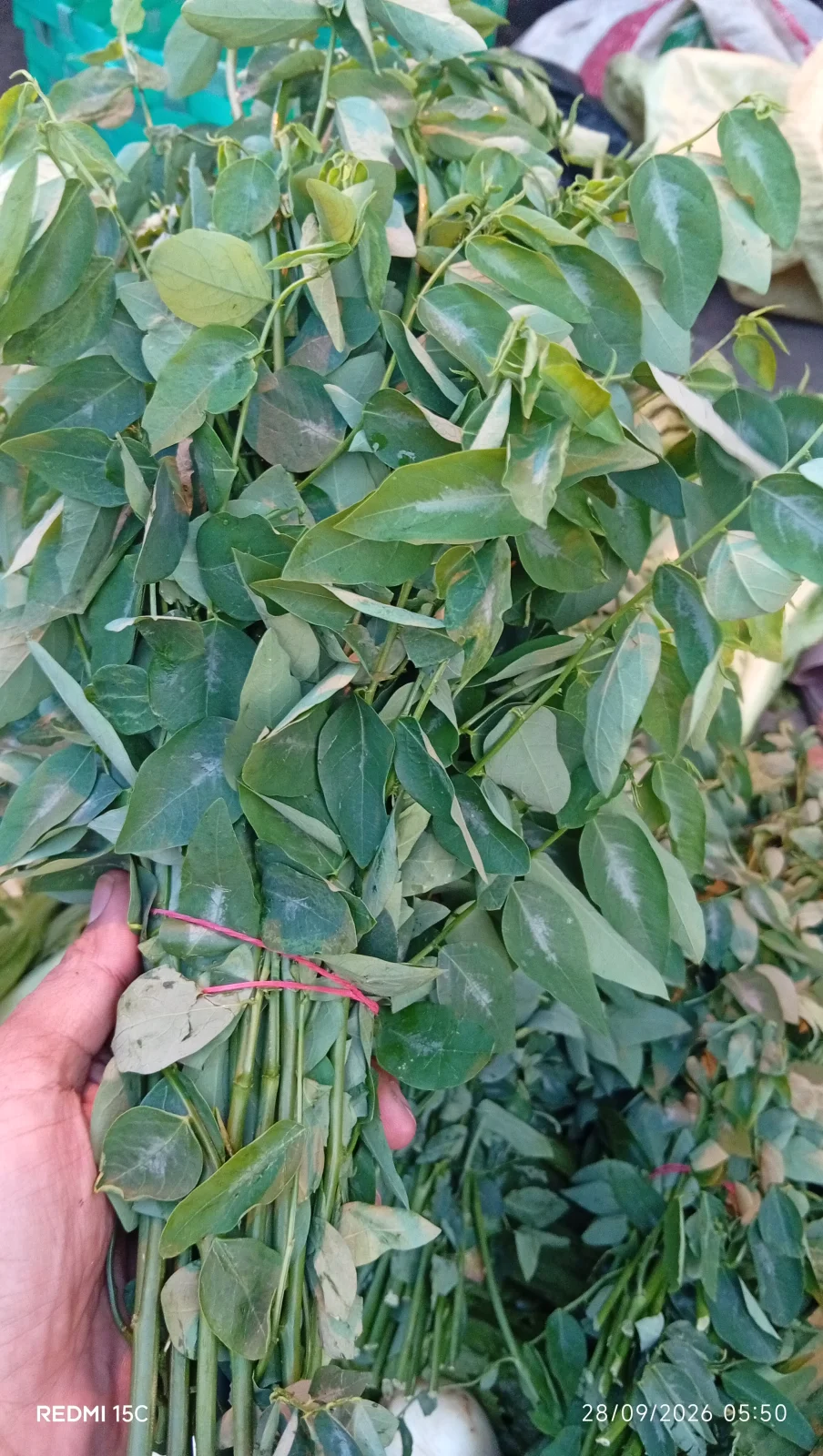Daun katu