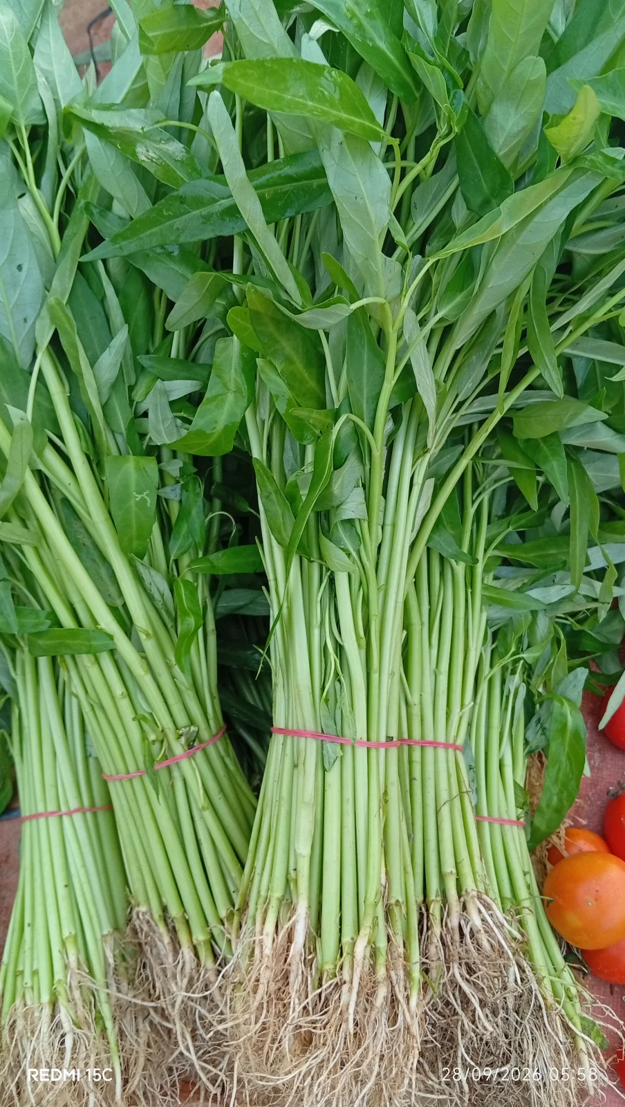 Kangkung cabut/akar