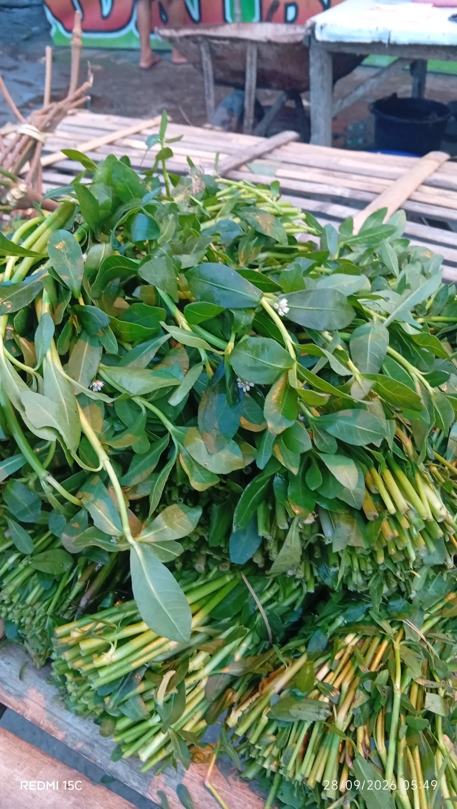 Daun kermo