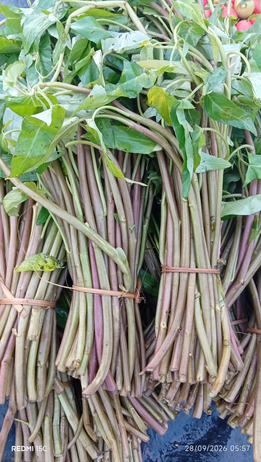 Kangkung sawah / merah