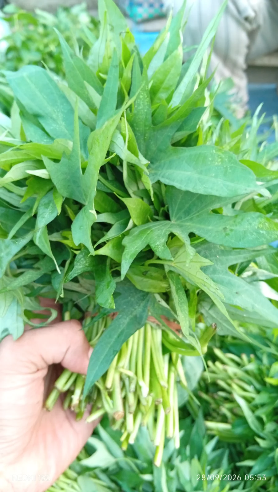 Daun lung/ Ubi jalar segar