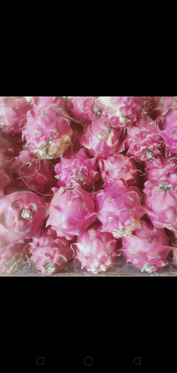 Buah Naga