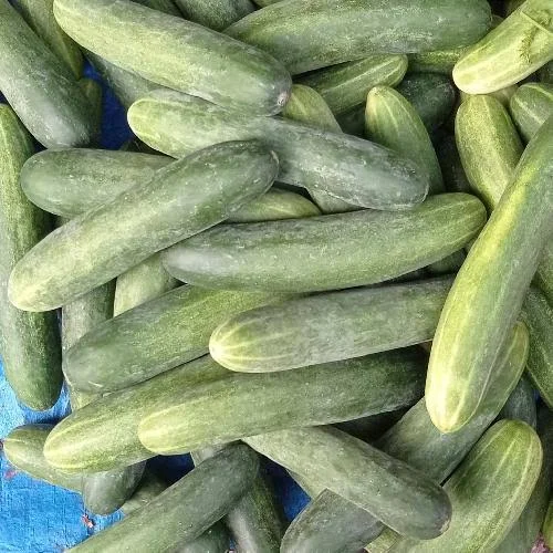 Timun segar