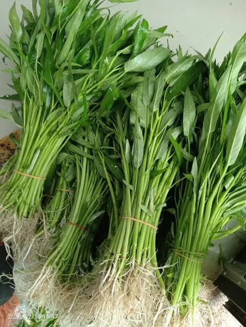 Kangkung cabut