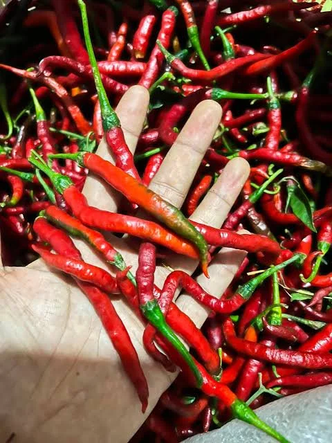 Cabe merah kriting