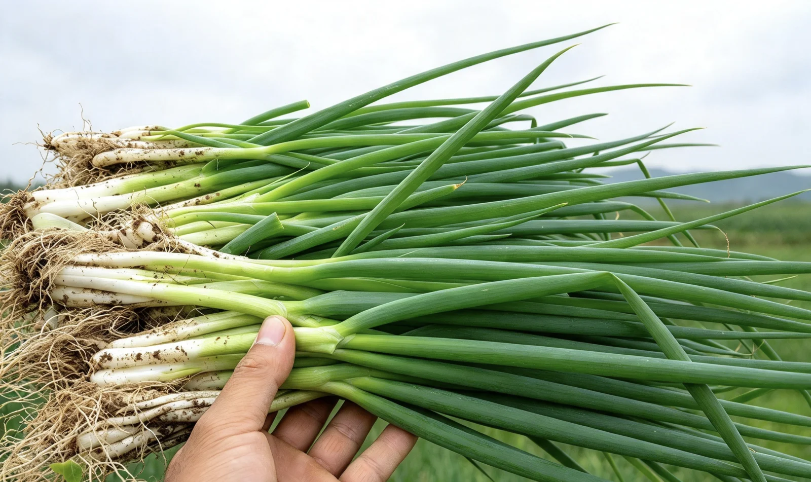 daun bawang