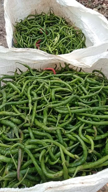 Cabe Hijau Keriting