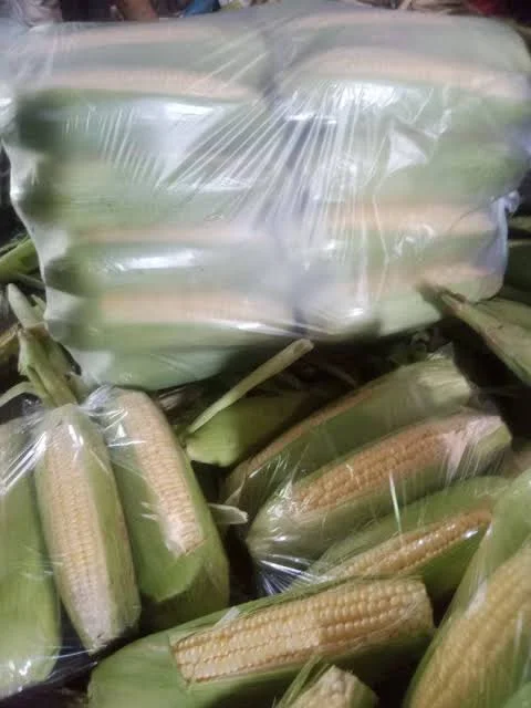 Jagung Manis