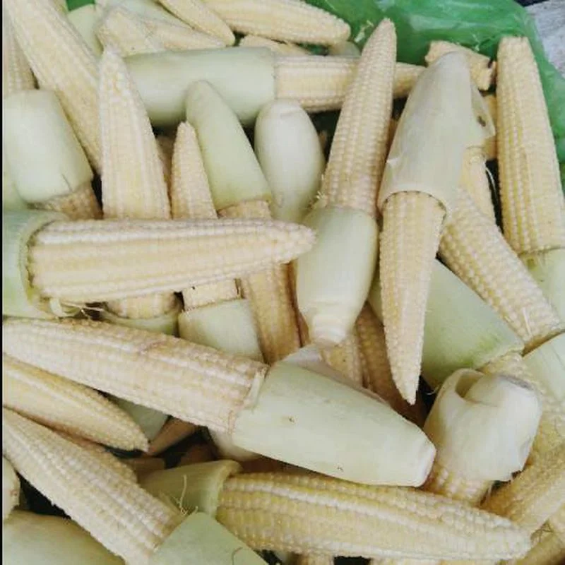 Jagung Putren
