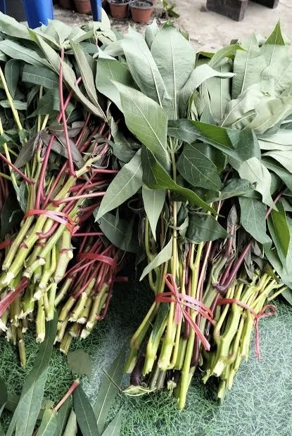 Daun Singkong