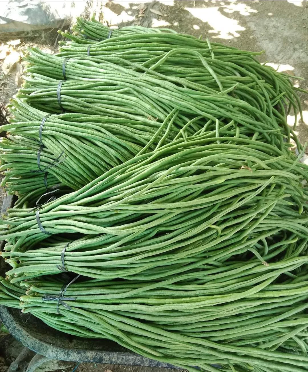 Kacang Panjang sekali