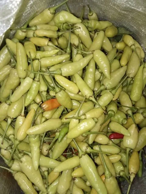 Cabe Putih