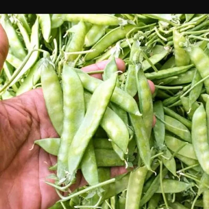 Kapri