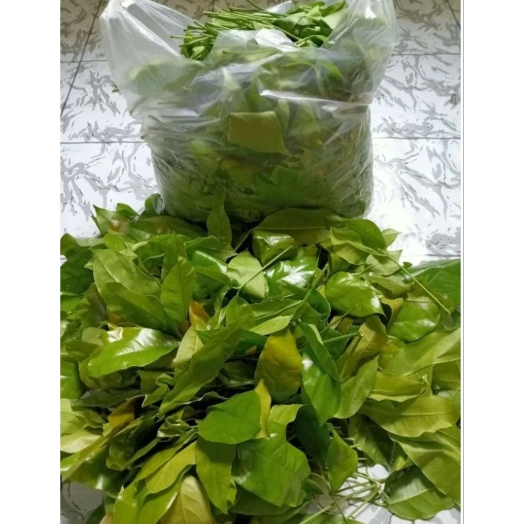 Daun Melinjo