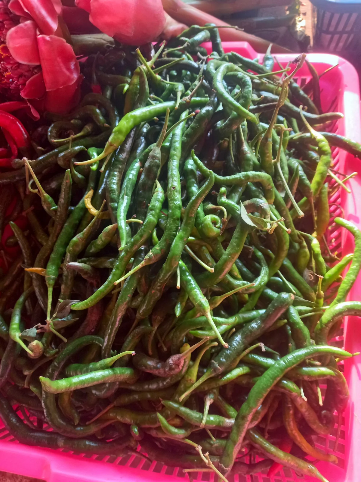 Cabe Hijau