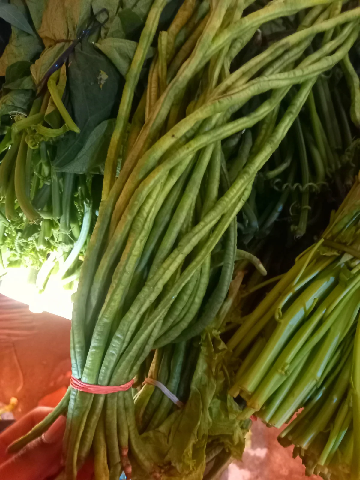 Kacang Panjang