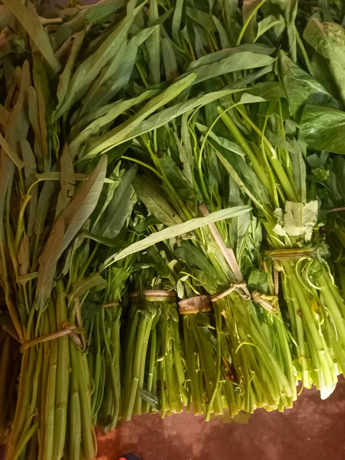 Kangkung Segar