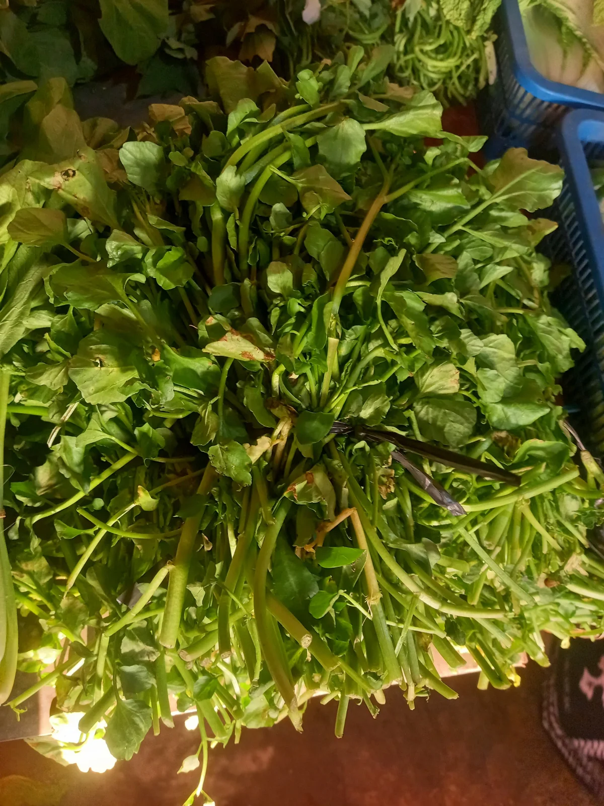 Selada Sayur