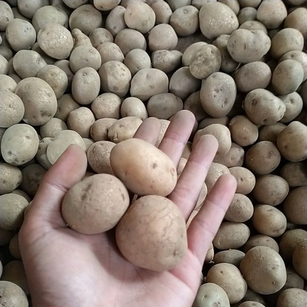 Kentang somai