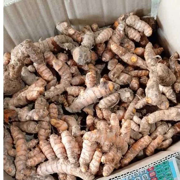 Kunyit