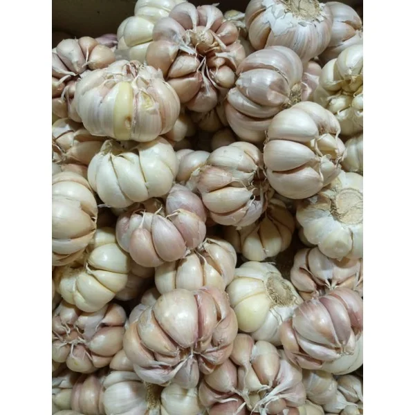 bawang cinco