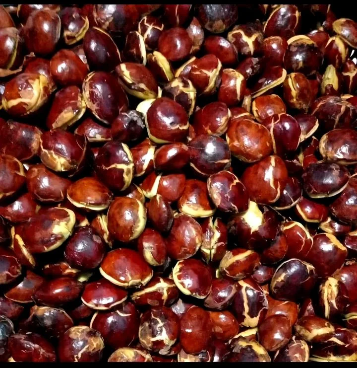 Jengkol tua pulen