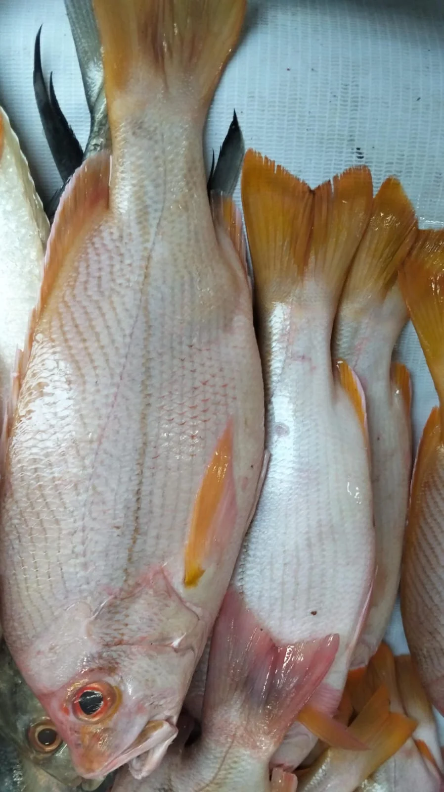 Ikan Kakap Merah