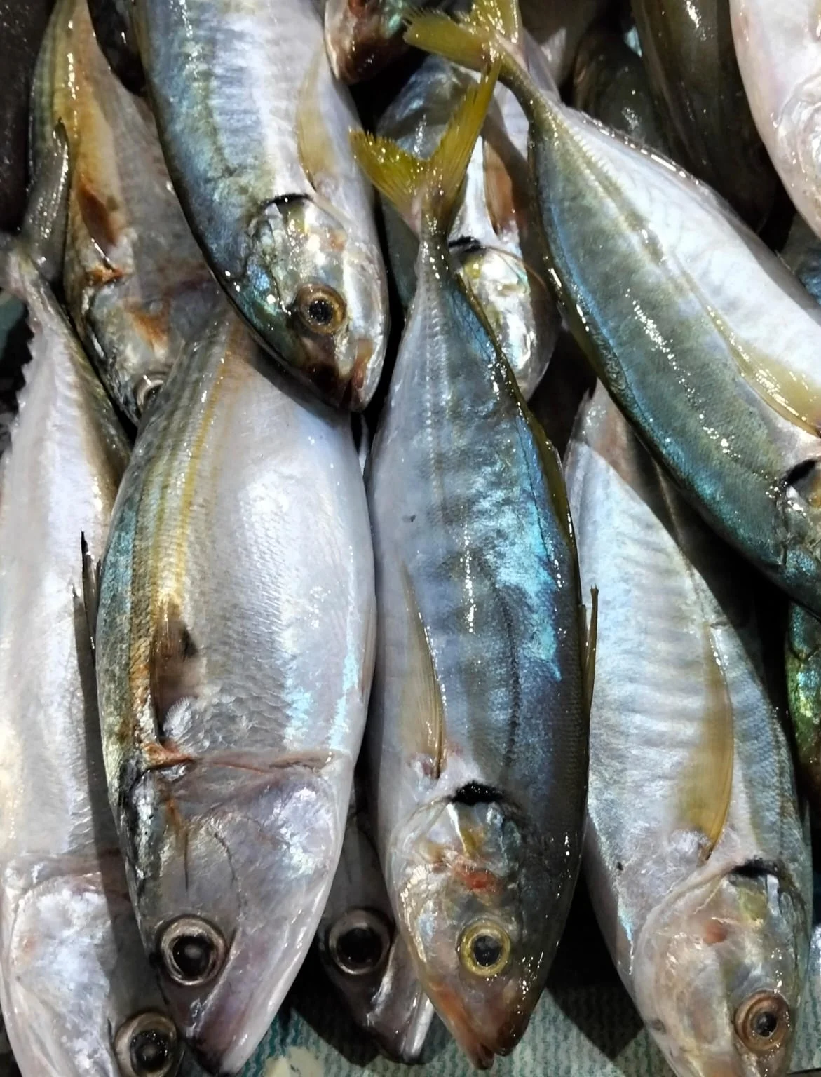 Ikan Kembung Bangka