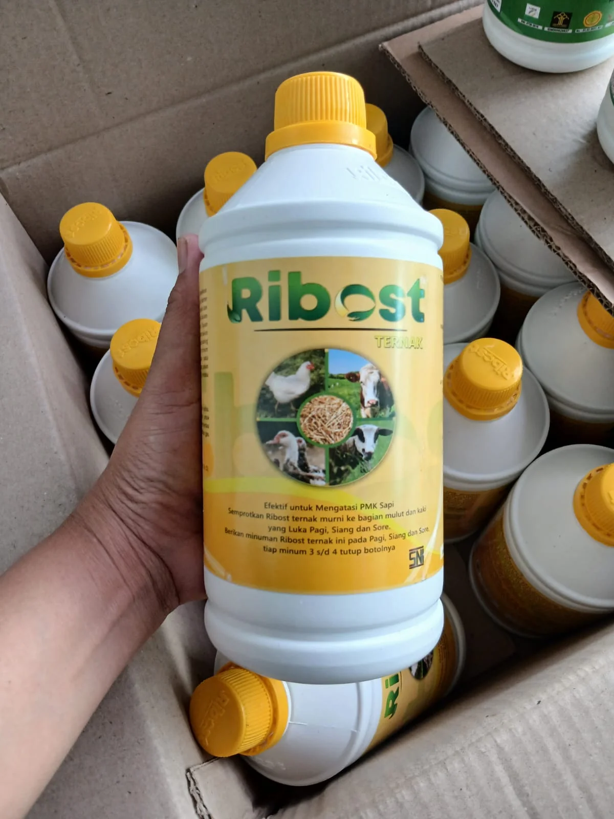 POC RIBOS KUNING
