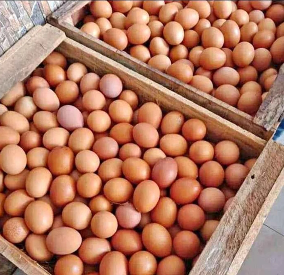 Telor ayam fresh