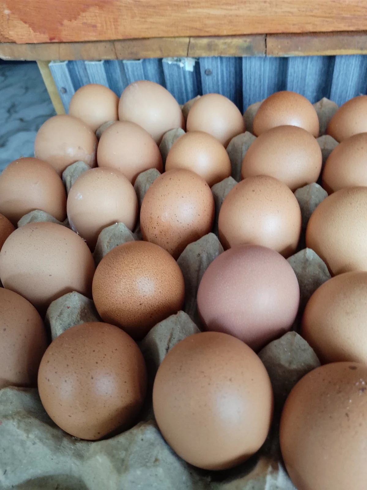 Telur ayam