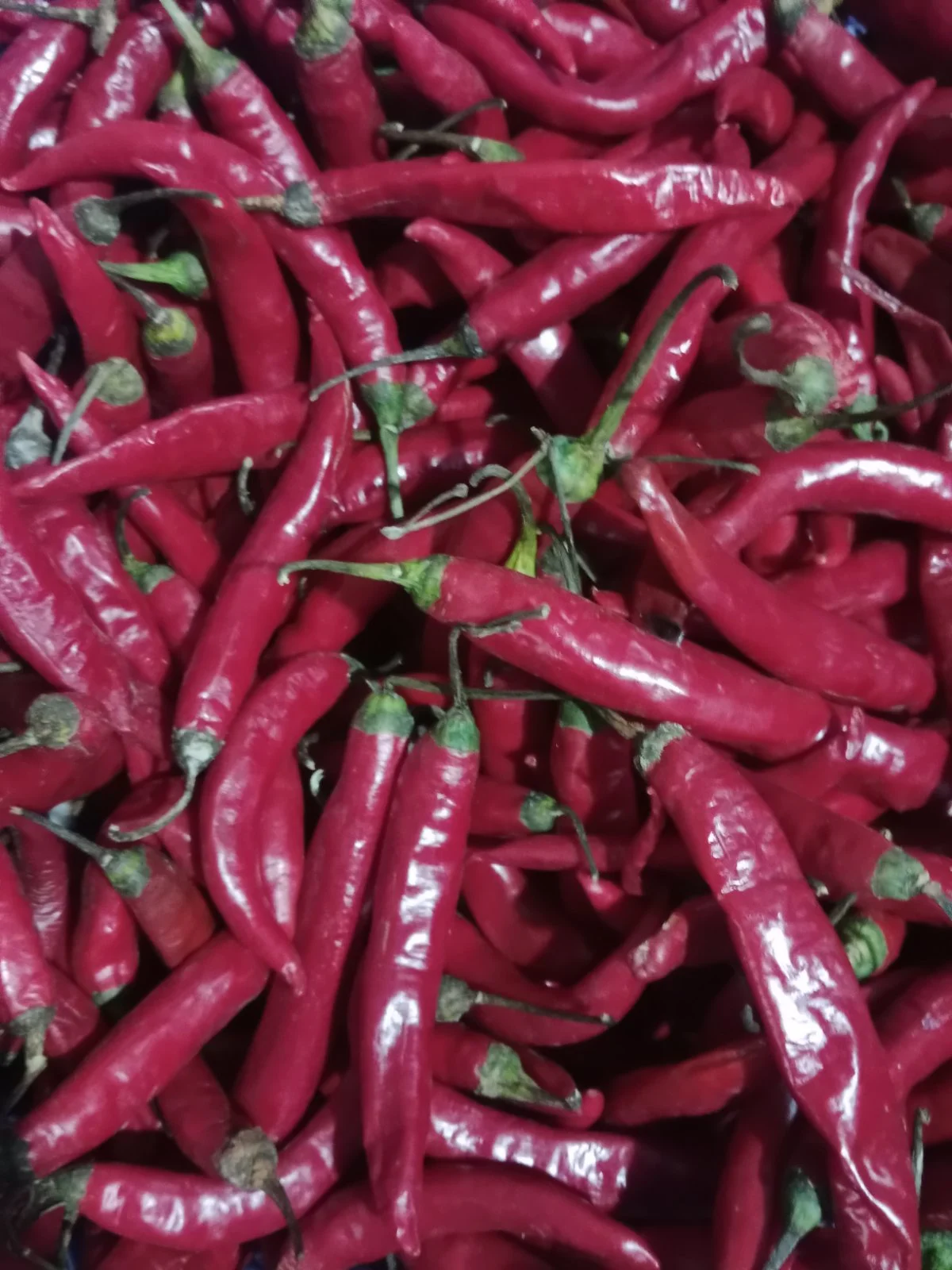 Cabe merah besar