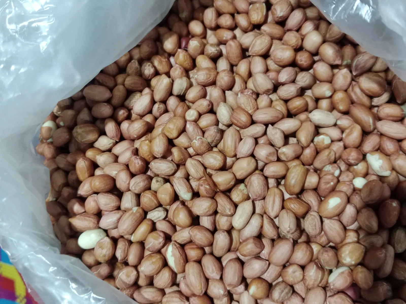 Kacang tanah
