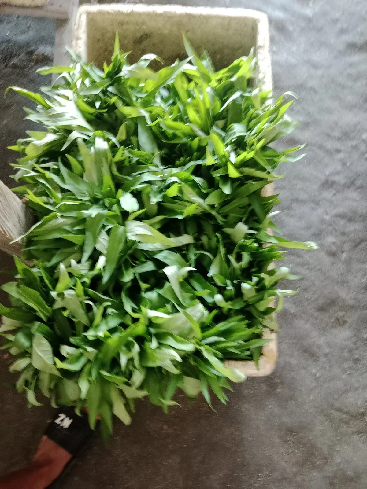 Kangkung