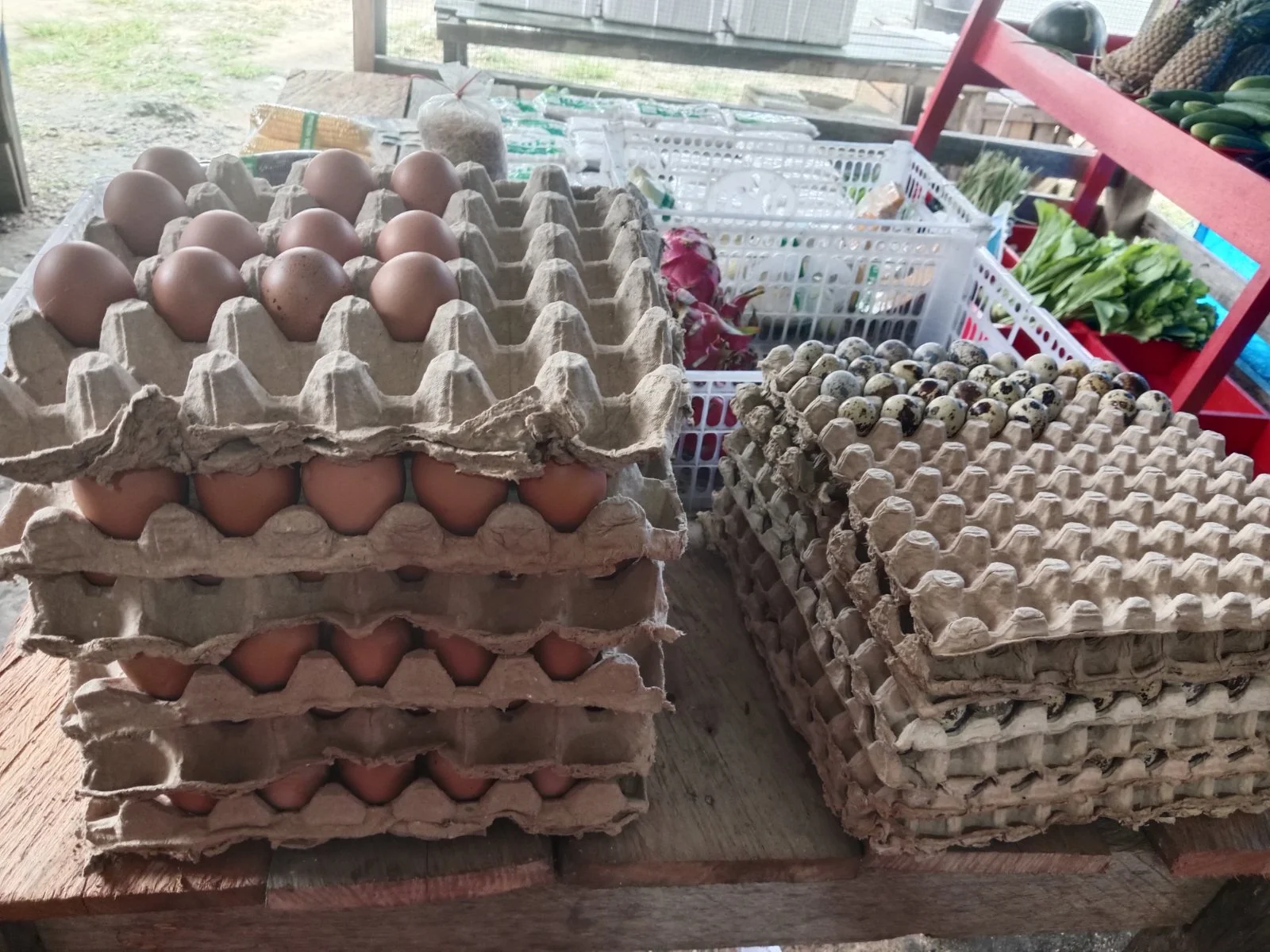 Telur