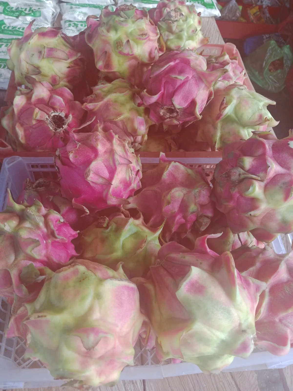 Buah Naga