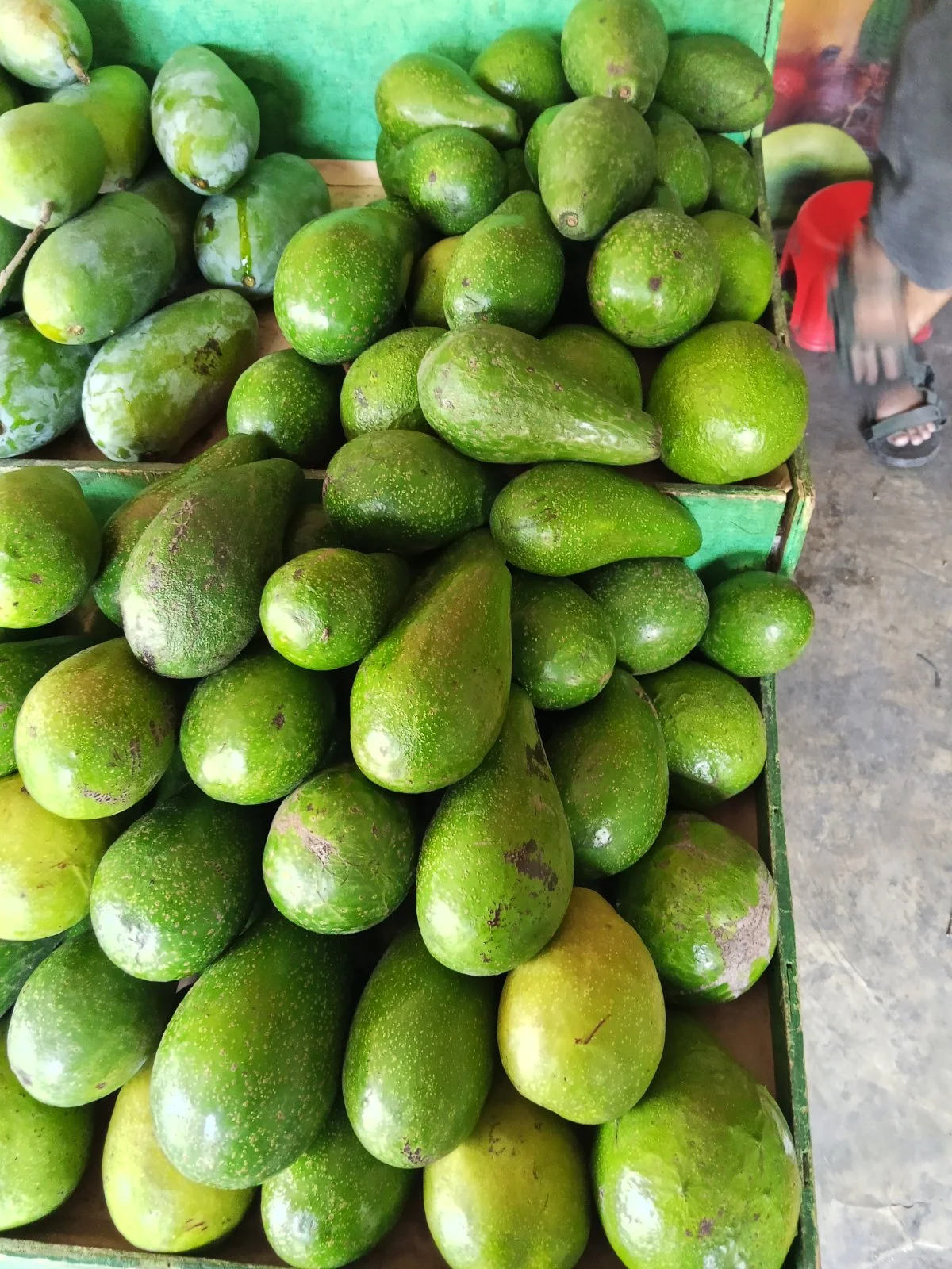 alpokat 1 kg
