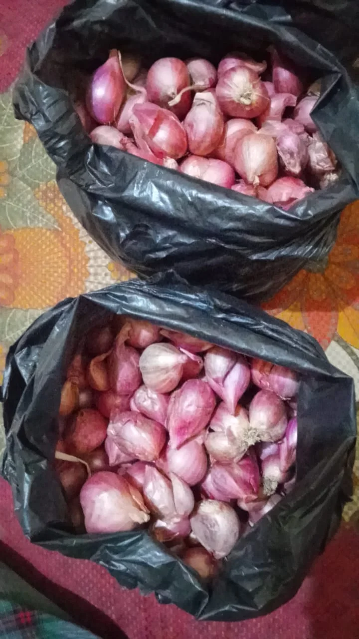 Bawang merah