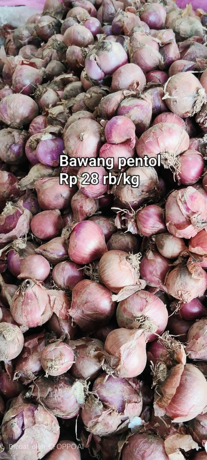 Bawang pentol