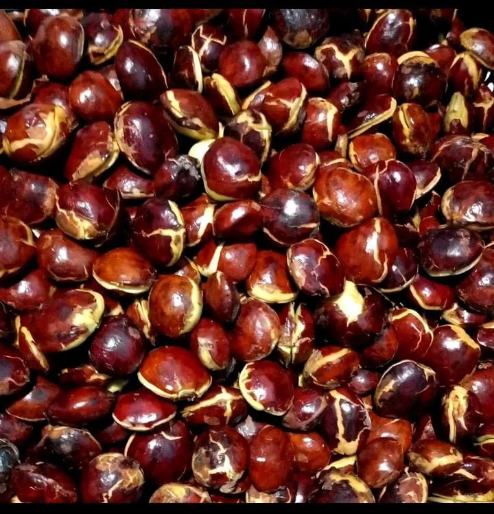 jengkol mentah