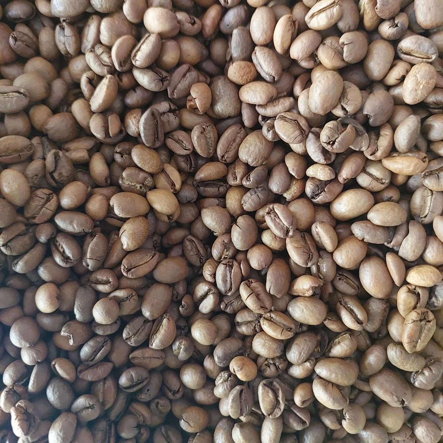 asli kopi buria
