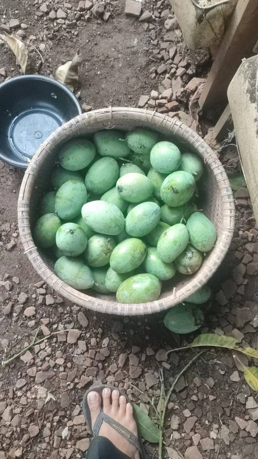 mangga madu