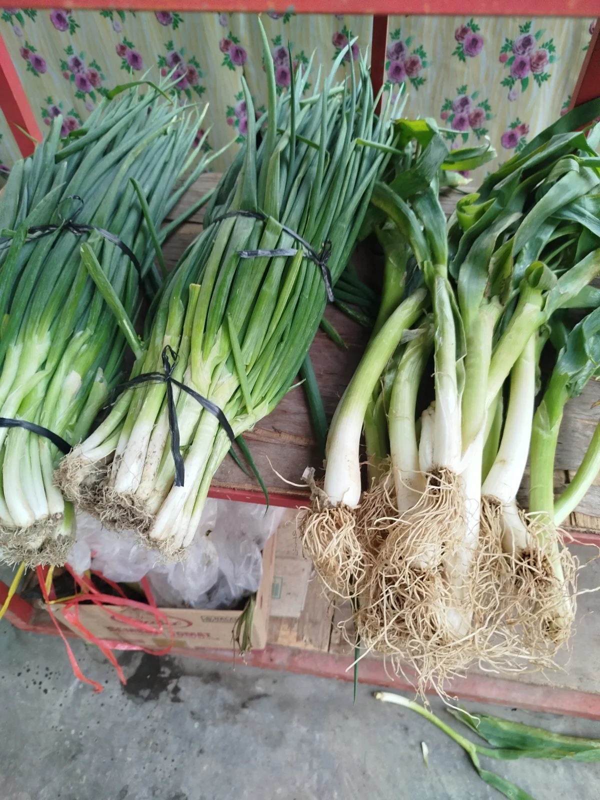 bawang pre daun