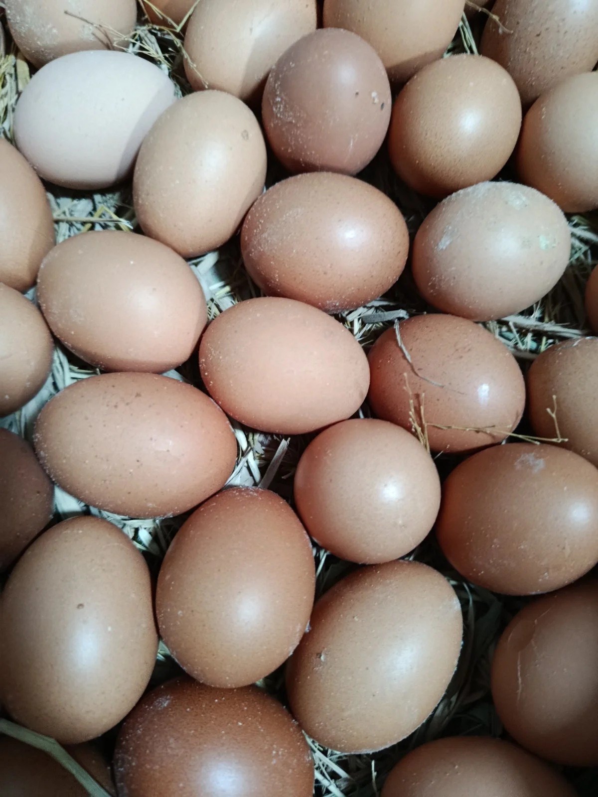 Telor 1kg