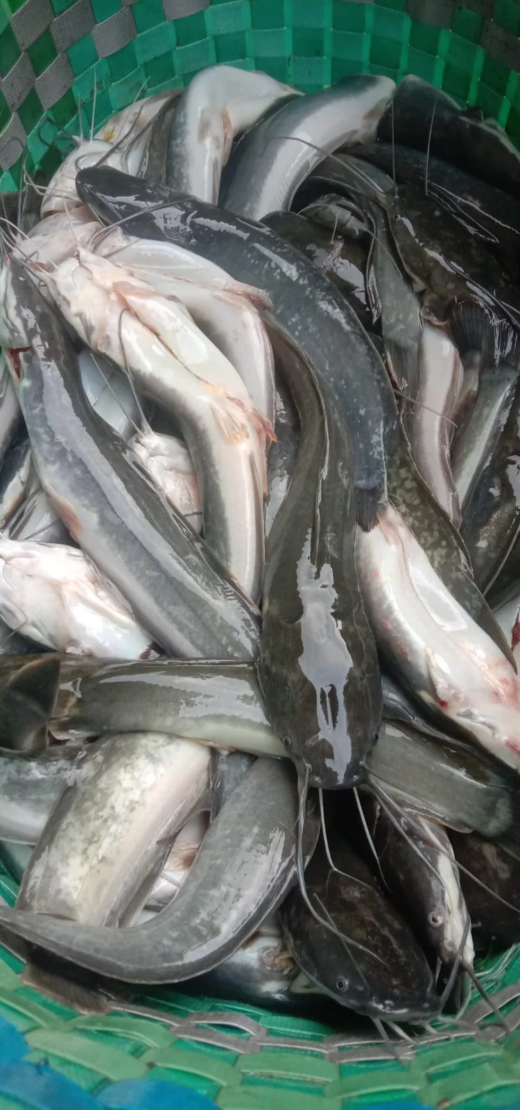 Ikan Lele segar