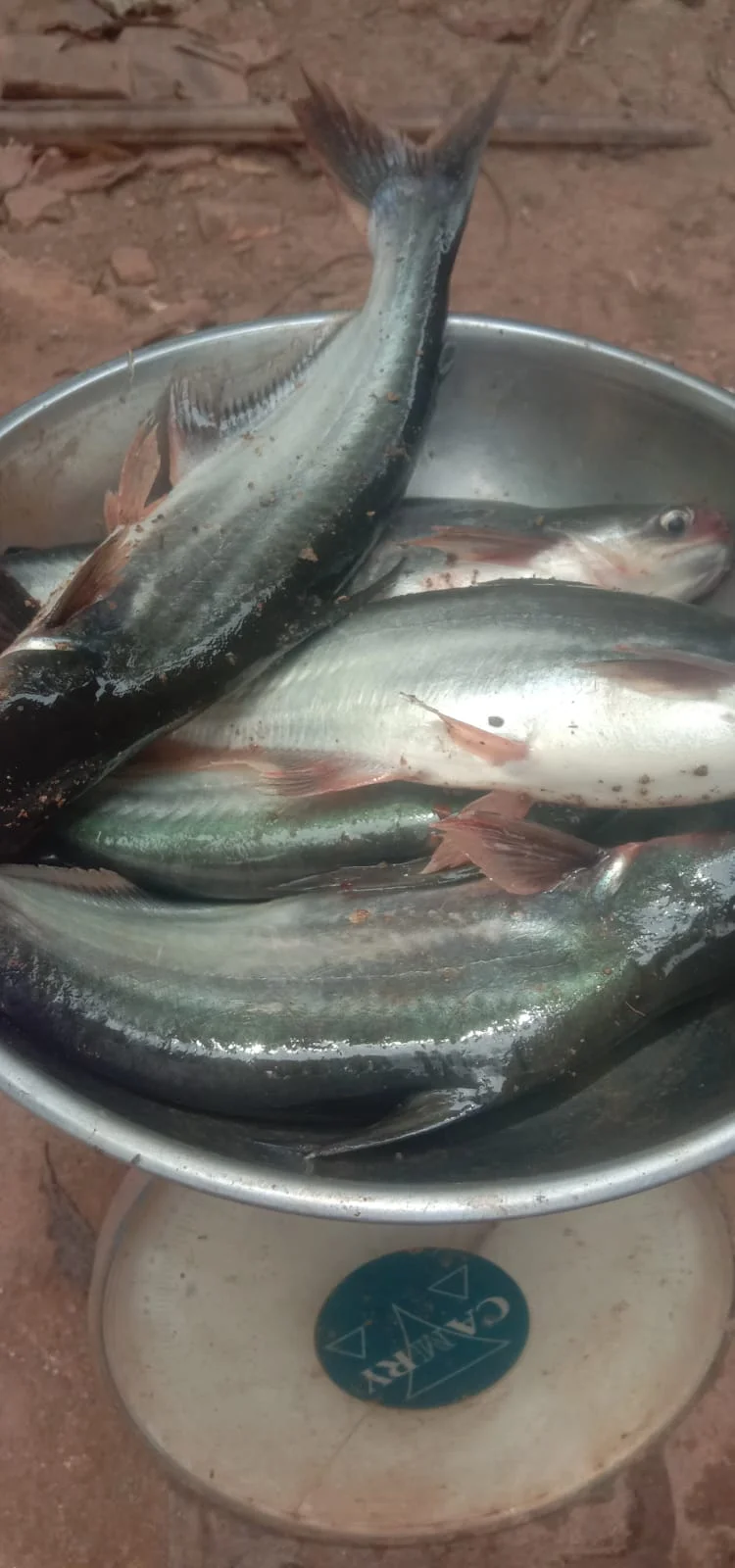 Ikan Patin segar