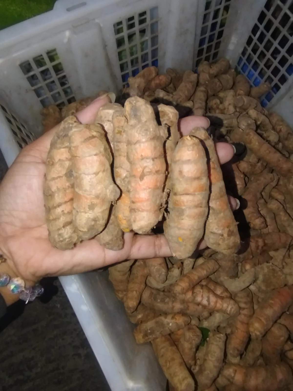 kunyit jawa