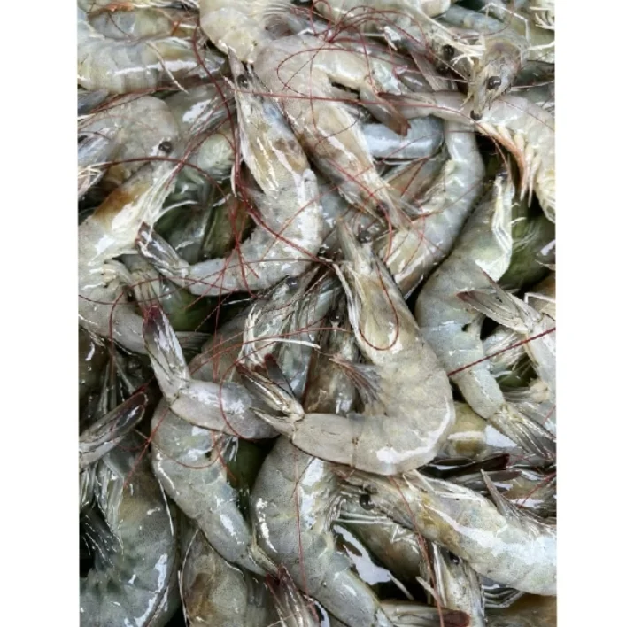udang segar