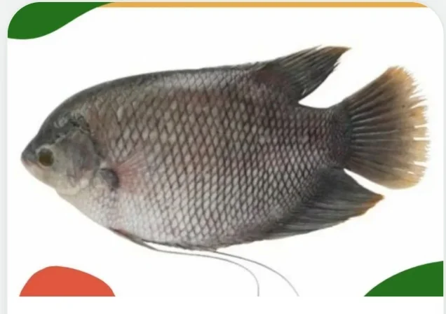 Gurami