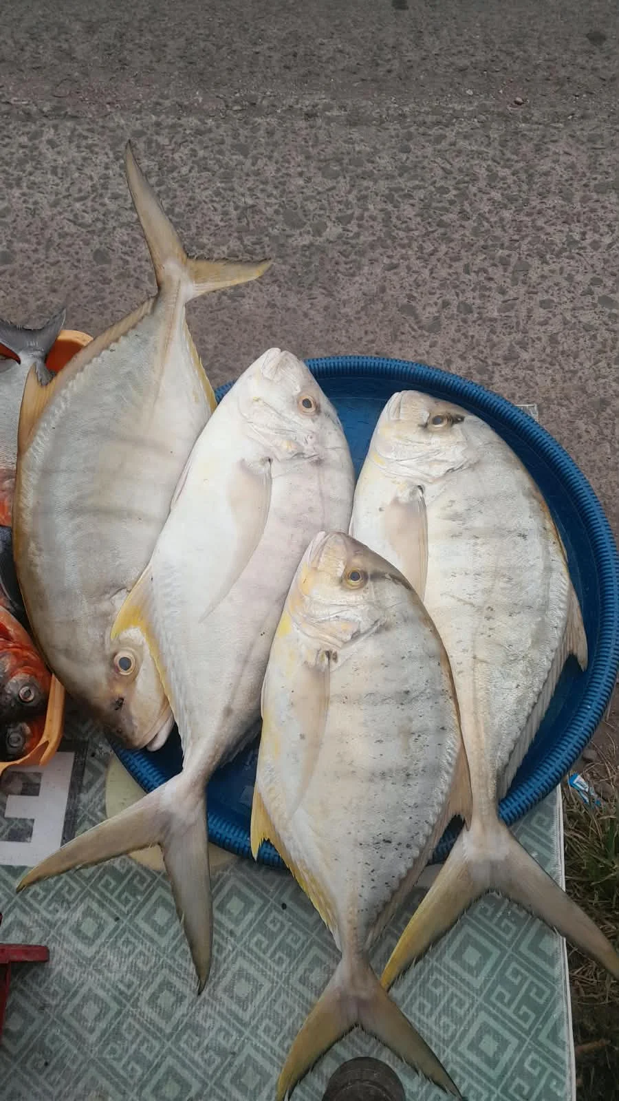 Ikan